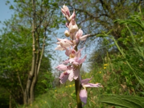 Orchis mascula 2011-04-19 S.Vito