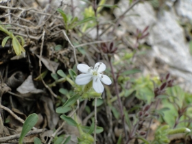 Saponaria ocymoides 2012-04-25 Val Giumella