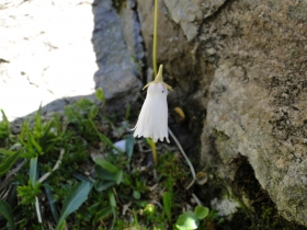 Soldanella pusilla 2011-06-26 Rif. Barbellino