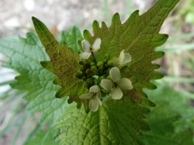 2014-04-02  salita alla Pieve Tremosine (1)