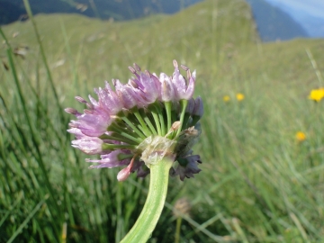 2014-08-06 Sul costone di Valbona_Bazena 018