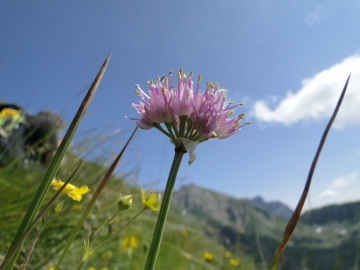 2014-08-06 Sul costone di Valbona_Bazena 030