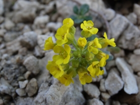 2014-07-09 Baldo Valdritta ed Alyssum ovirense 331