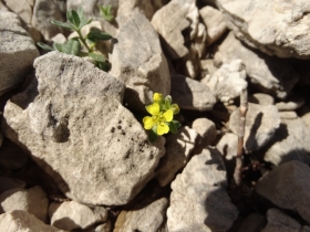 2014-07-09 Baldo Valdritta ed Alyssum ovirense 341