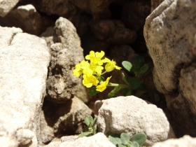 2014-07-09 Baldo Valdritta ed Alyssum ovirense 343