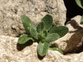 2014-07-09 Baldo Valdritta ed Alyssum ovirense 349 - Copia