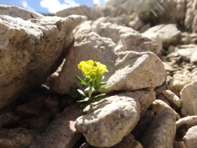 2014-07-09 Baldo Valdritta ed Alyssum ovirense 353