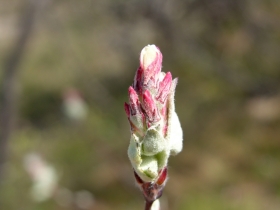 fiori cariadega 004