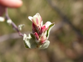 fiori cariadega 005