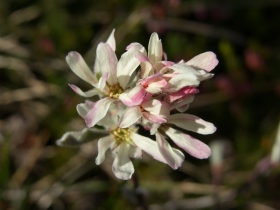 fiori cariadega 007