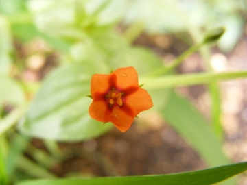 2008-06-18 Anagallis arvensis 008 (1)