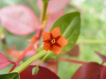 2008-06-18 Anagallis arvensis 008 (3)