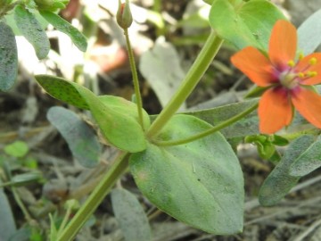 2019-09-Anagallis-arvensis-Ugento-14
