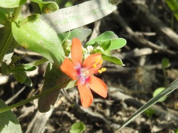 2019-09-Anagallis-arvensis-Ugento-17