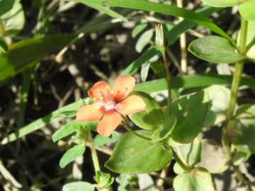 2019-09-Anagallis-arvensis-Ugento-21