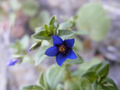 Anagallis foemina
