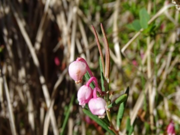 2022-06-08-Andromeda-Polifolia-14