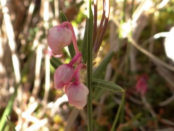 2022-06-08-Andromeda-Polifolia-16