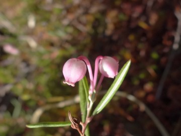 2022-06-08-Andromeda-Polifolia-18