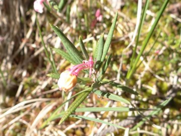 2022-06-08-Andromeda-Polifolia-19