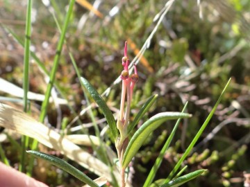 2022-06-08-Andromeda-Polifolia-20