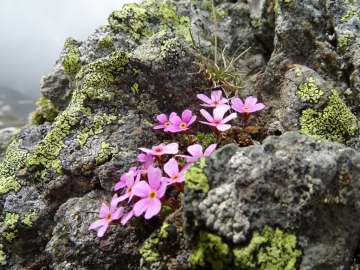 2016-05-28 Ponteranica Androsace brevis (33)