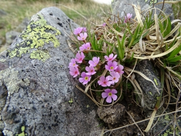 2016-05-28 Ponteranica Androsace brevis (37)