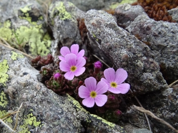 2016-05-28 Ponteranica Androsace brevis (39) - Copia