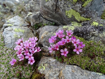 2016-05-28 Ponteranica Androsace brevis (45)