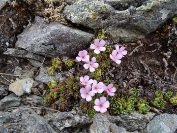 2016-05-28 Ponteranica Androsace brevis (50)