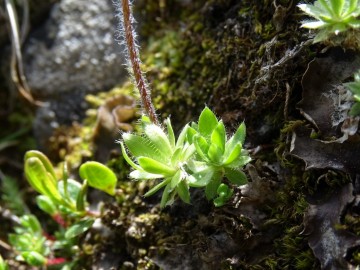 2022-06-08-Bormio-Androsace-chamaejasme-17