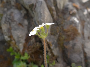 2022-06-08-Bormio-Androsace-chamaejasme-29