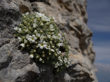 2017-06-02 tre cime Bondone 036