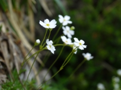 Androsace lactea