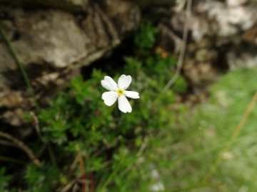 2014-07-07 Passo Olona da Rusio cime di Bares 090