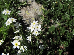 Androsace obtusifolia