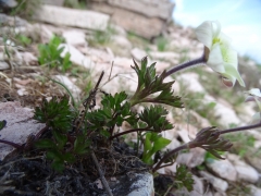 Anemone baldensis