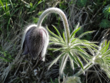 2011-04-10 Garda-Campo 023