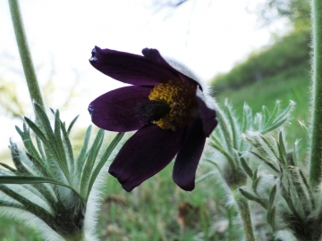 2011-04-10 Garda-Campo 029