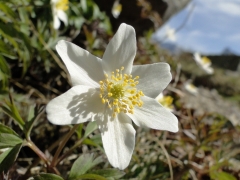 Anemone nemorosa