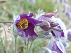 Anemone pulsatilla