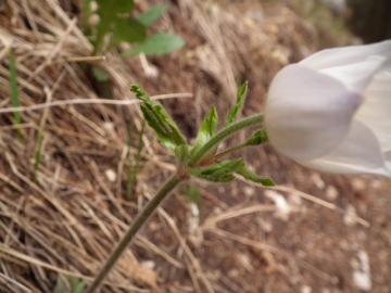 2011-04-16 monte Stivo (26)