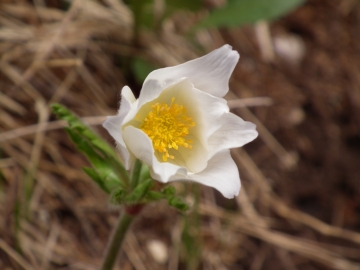 2011-04-16 monte Stivo (27)