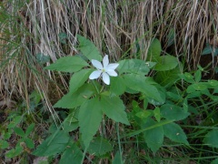 Anemone trifolia