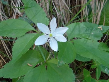 2023-05-06-Vaio-dellOrsa-Anemone-trifoliata_