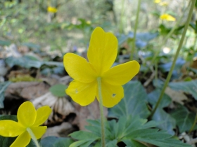 2011-04-10 Garda-Campo 057