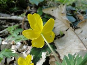 2011-04-10 Garda-Campo 058