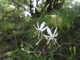 2023-07-19-Anthericum-ramosum-Caregno-13