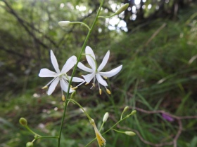 2023-07-19-Anthericum-ramosum-Caregno-14