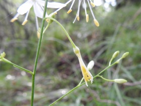 2023-07-19-Anthericum-ramosum-Caregno-15